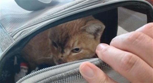 TONY MONTANA, Adoptable, Adult Male Domestic Short Hair.