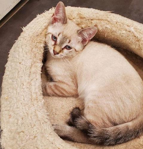 Winnie - Petsmart Plantation Foster Home, Adopted, Young Female Domestic Short Hair.