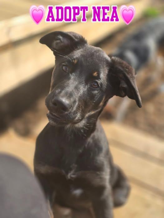 Enlarge Nea, a Adopted mixed breed in Minden, ON image 1/1
