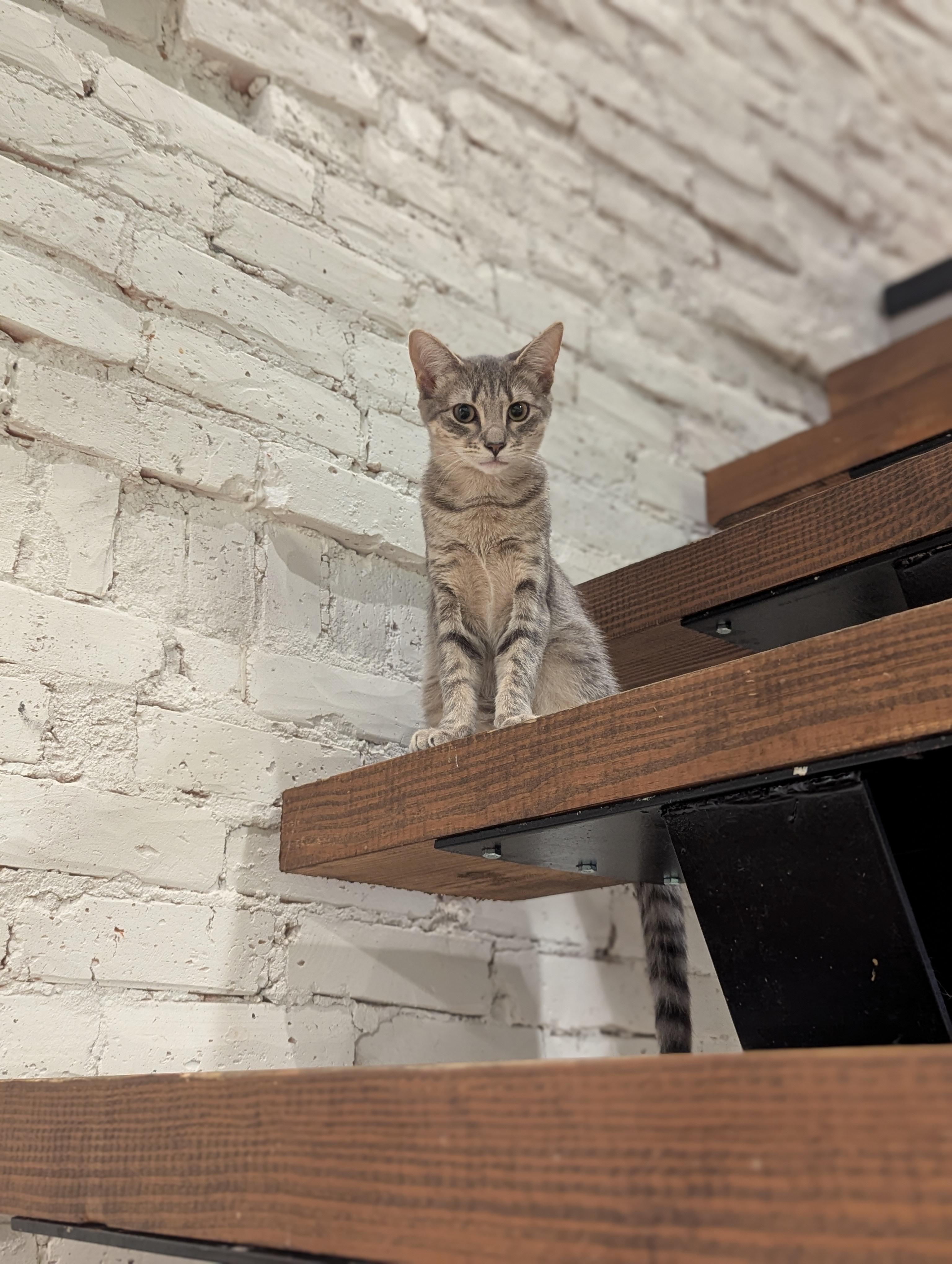 Enlarge Ollie and Mollie, a ADOPTABLE Domestic Short Hair in Philadelphia, PA image 1/6