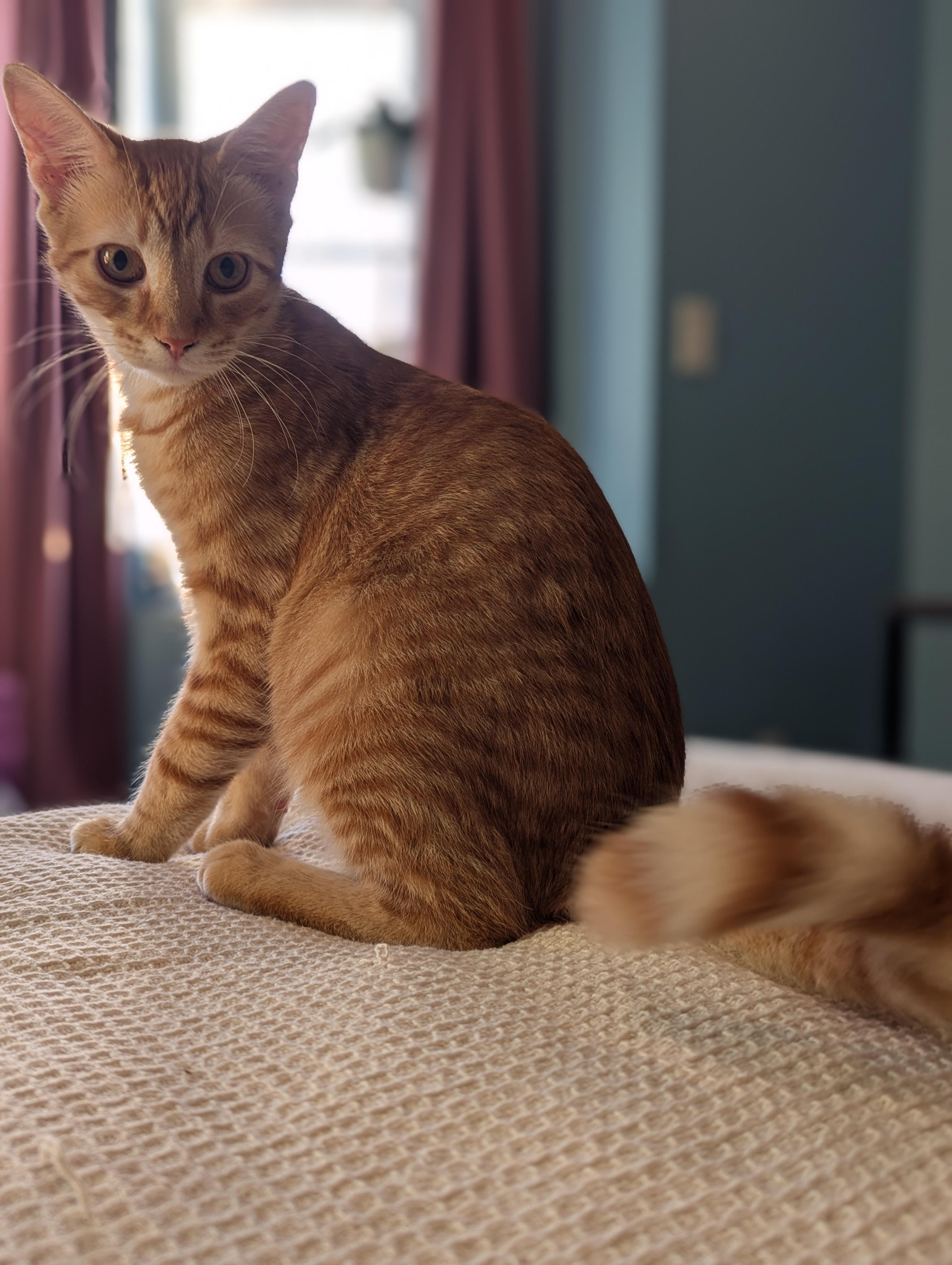 Enlarge Ollie and Mollie, a ADOPTABLE Domestic Short Hair in Philadelphia, PA image 2/6