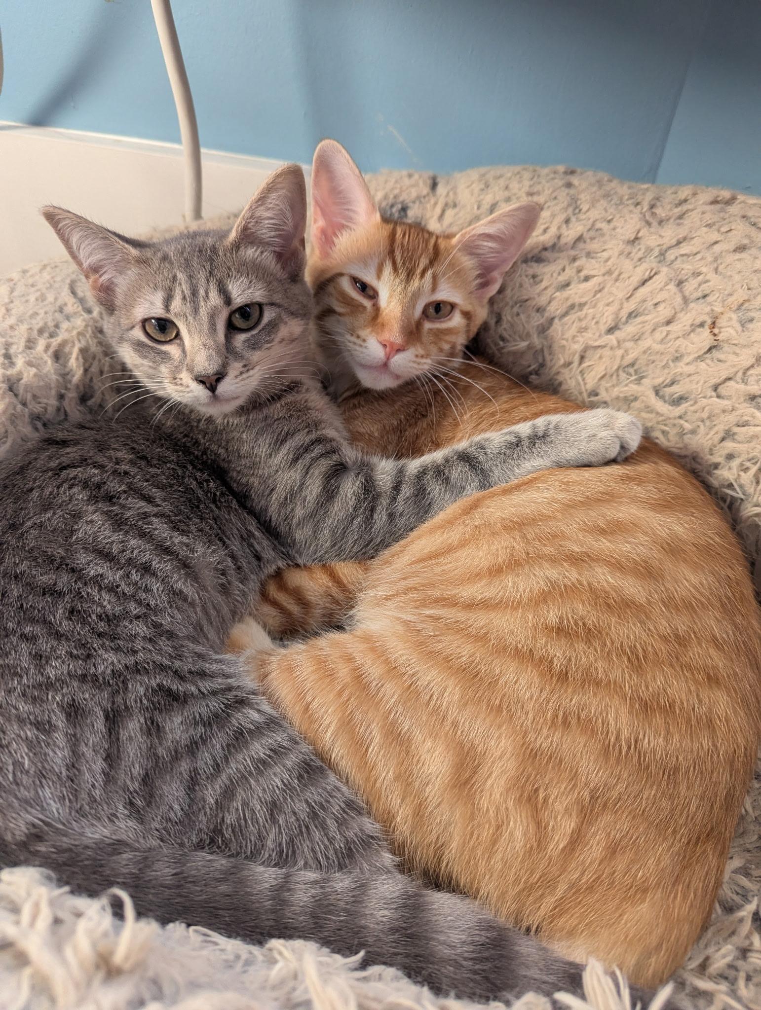 Enlarge Ollie and Mollie, a ADOPTABLE Domestic Short Hair in Philadelphia, PA image 3/6