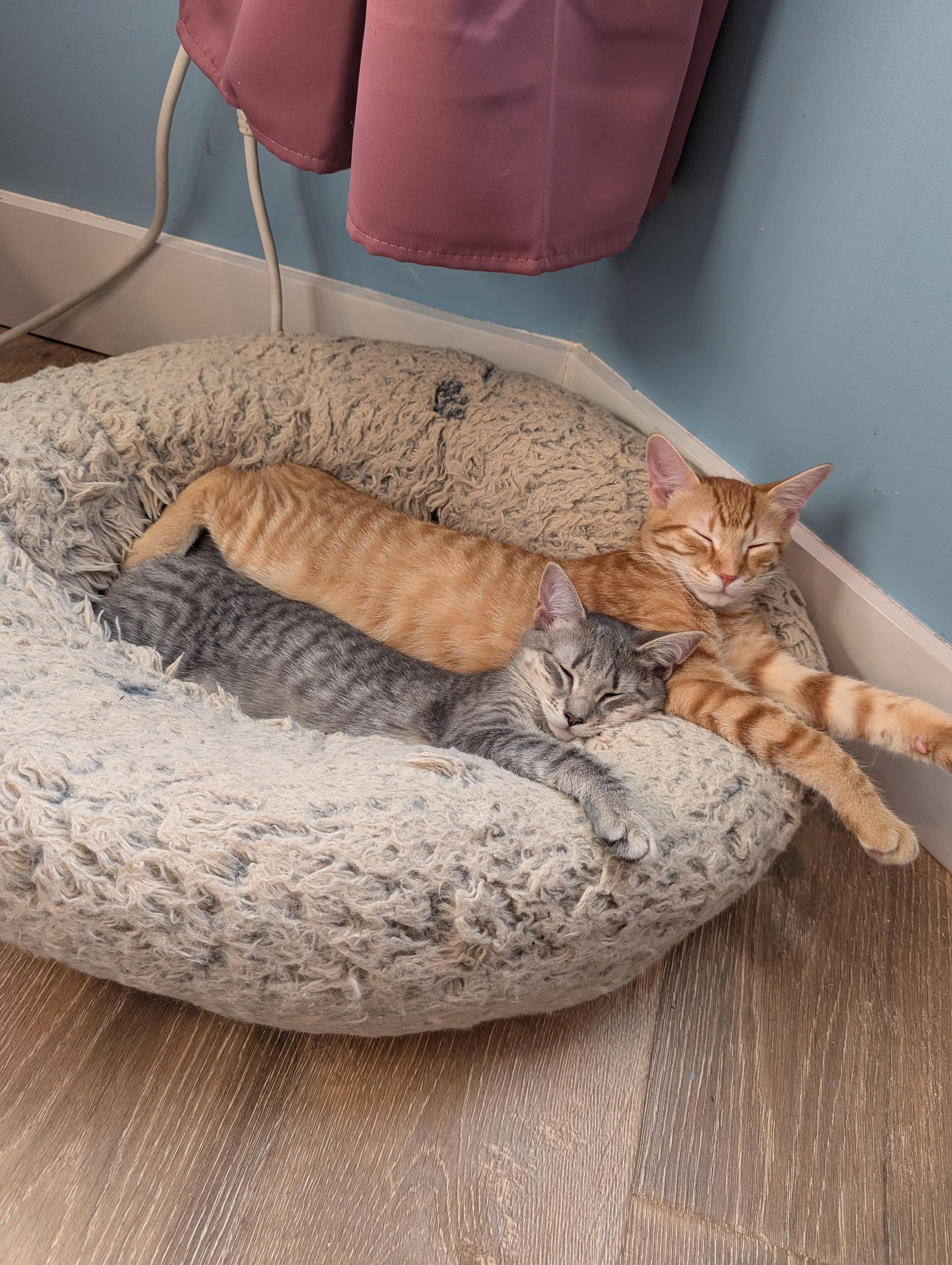 Enlarge Ollie and Mollie, a ADOPTABLE Domestic Short Hair in Philadelphia, PA image 4/6