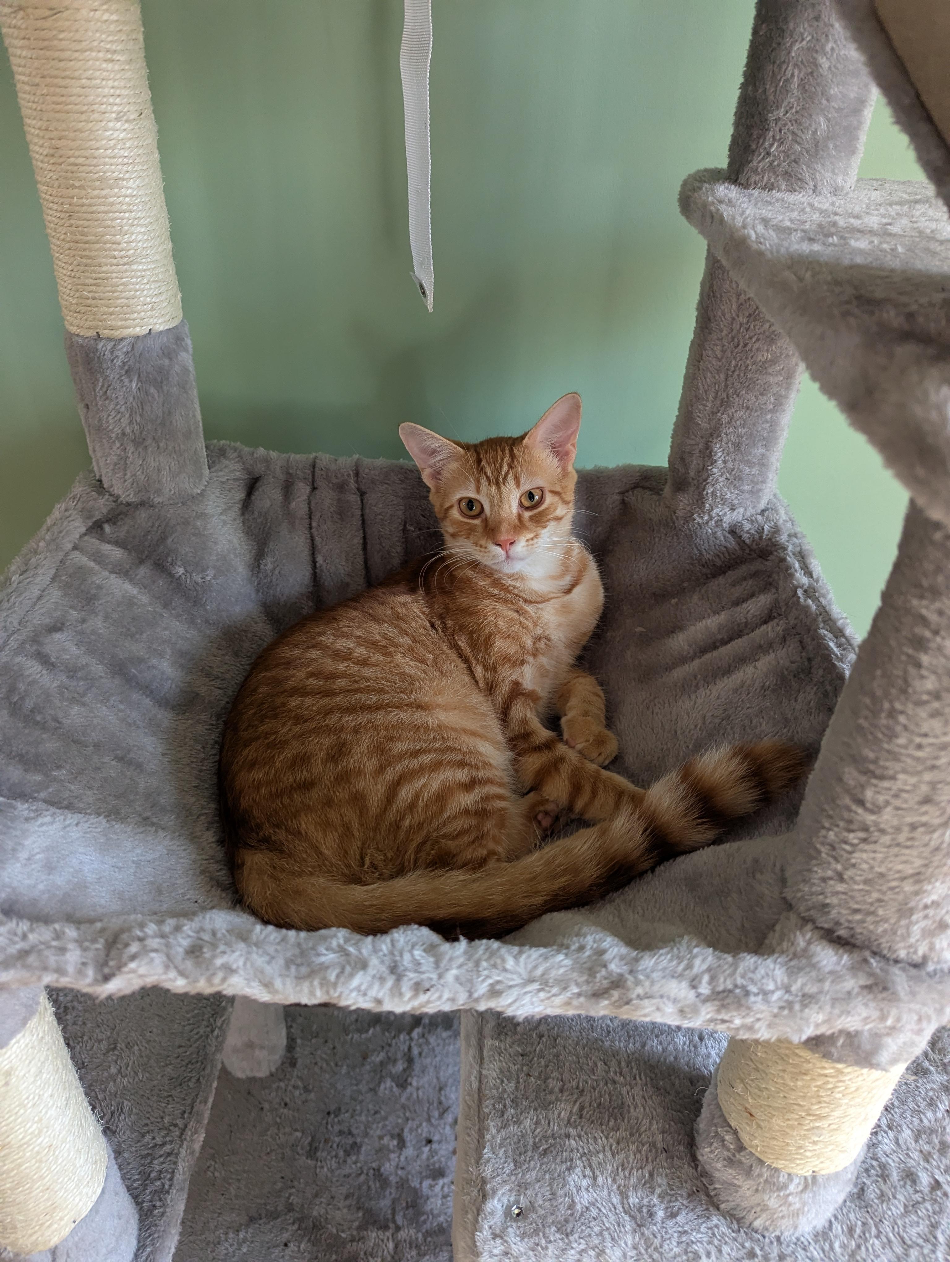 Enlarge Ollie and Mollie, a ADOPTABLE Domestic Short Hair in Philadelphia, PA image 5/6