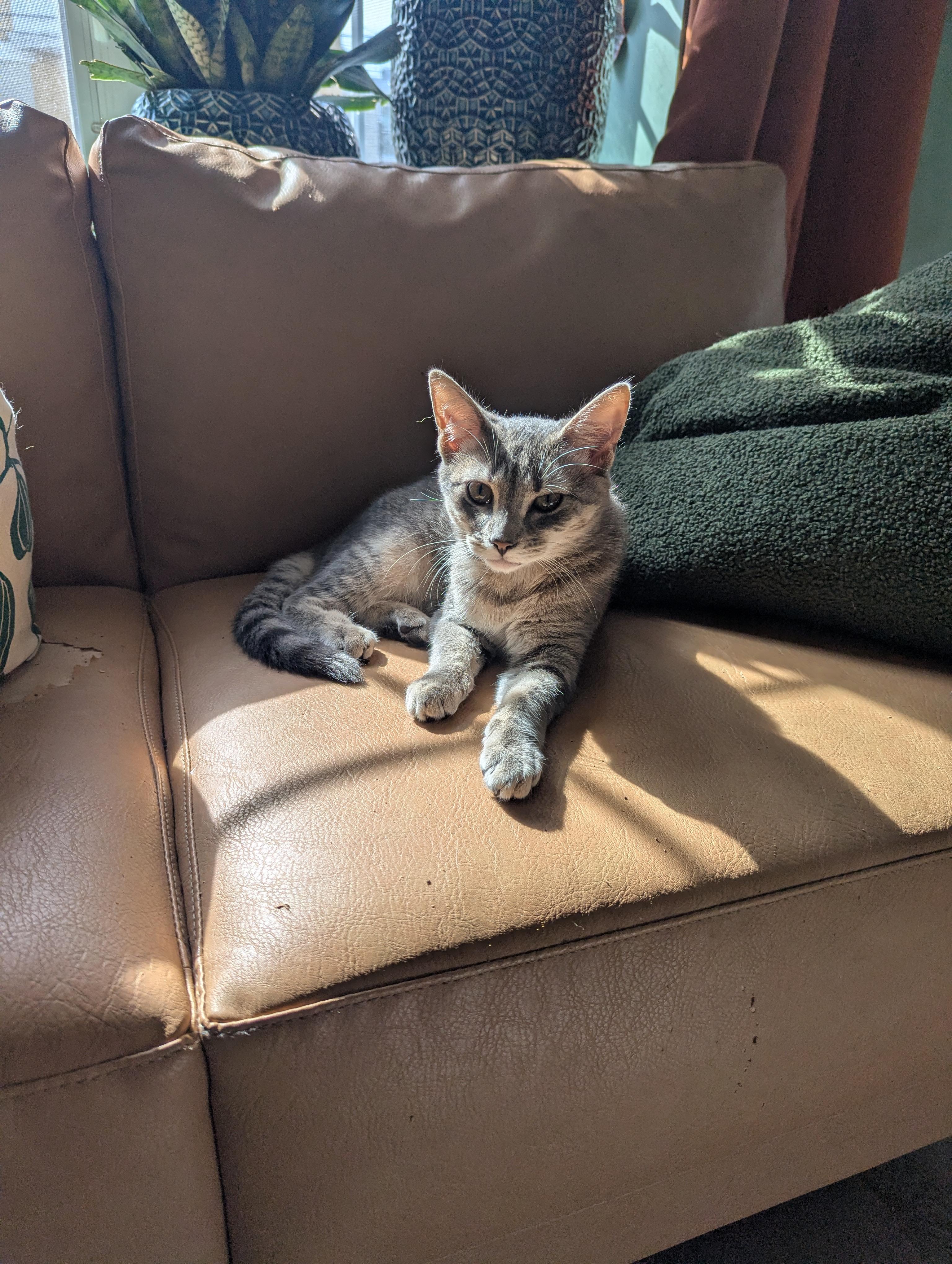 Enlarge Ollie and Mollie, a ADOPTABLE Domestic Short Hair in Philadelphia, PA image 6/6