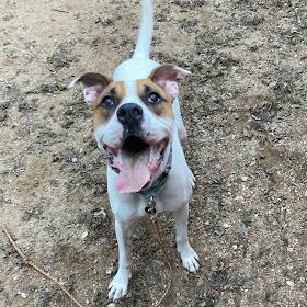 Ralph — thumbnail 2