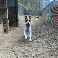 Ralph — thumbnail 3