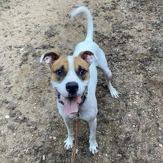 Ralph — thumbnail 4