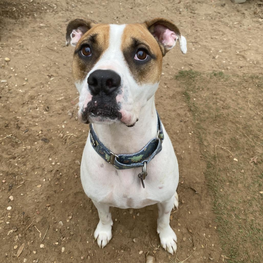 Ralph — thumbnail 6