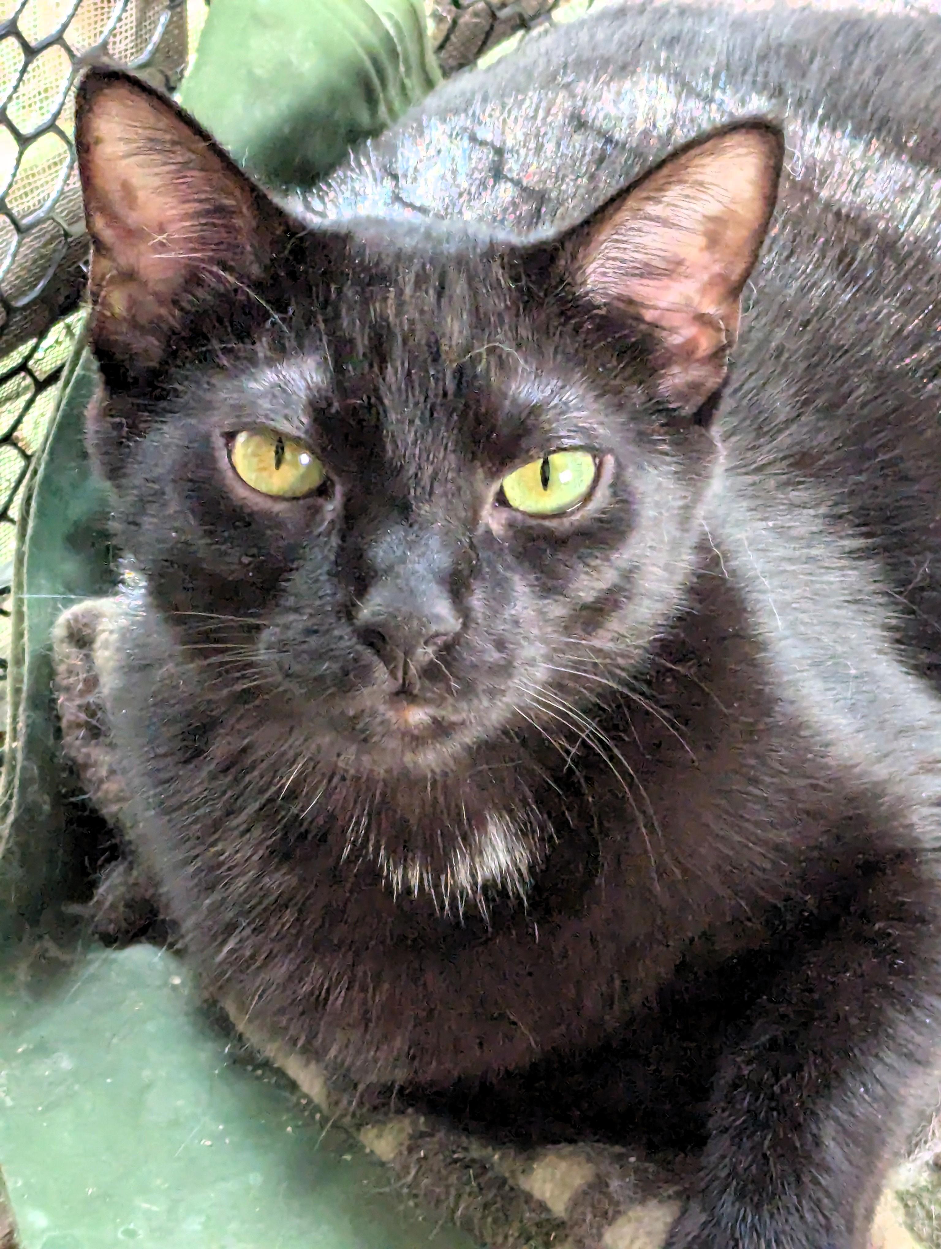 Enlarge Raven, a Adoptable American Shorthair in Morgantown, WV image 3/6