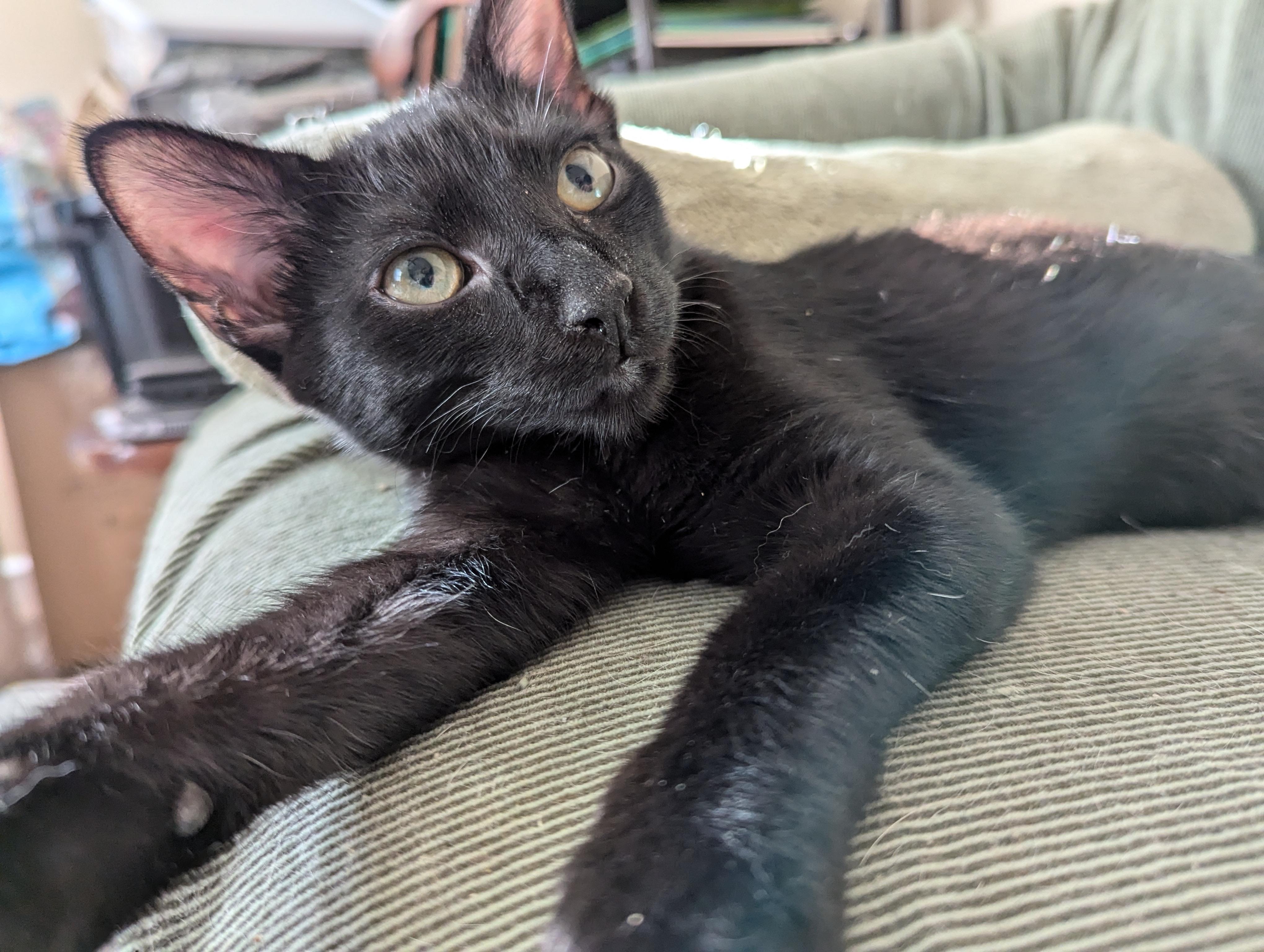 Enlarge Raven, a Adoptable American Shorthair in Morgantown, WV image 6/6