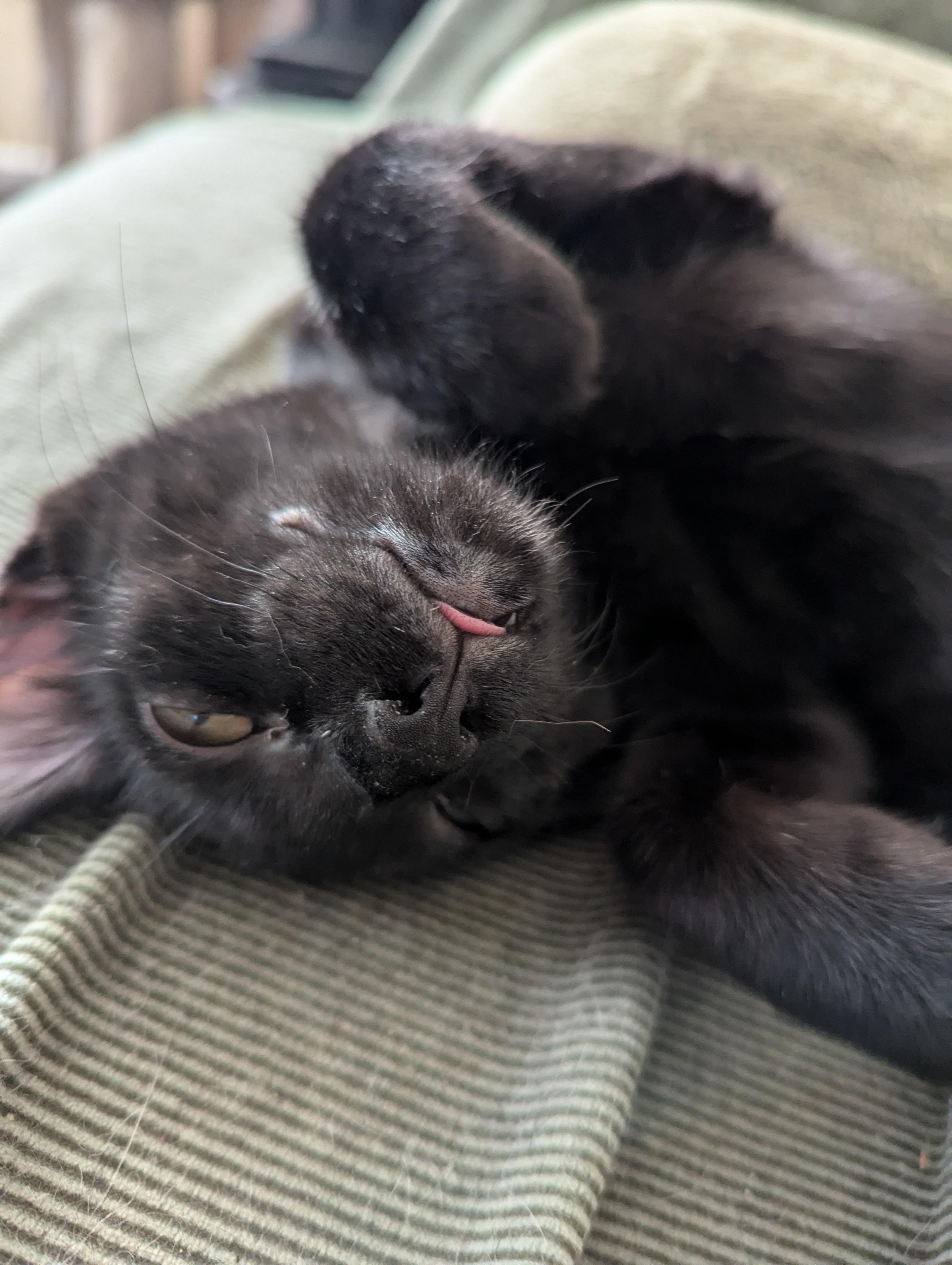 Enlarge Raven, a Adoptable American Shorthair in Morgantown, WV image 1/6