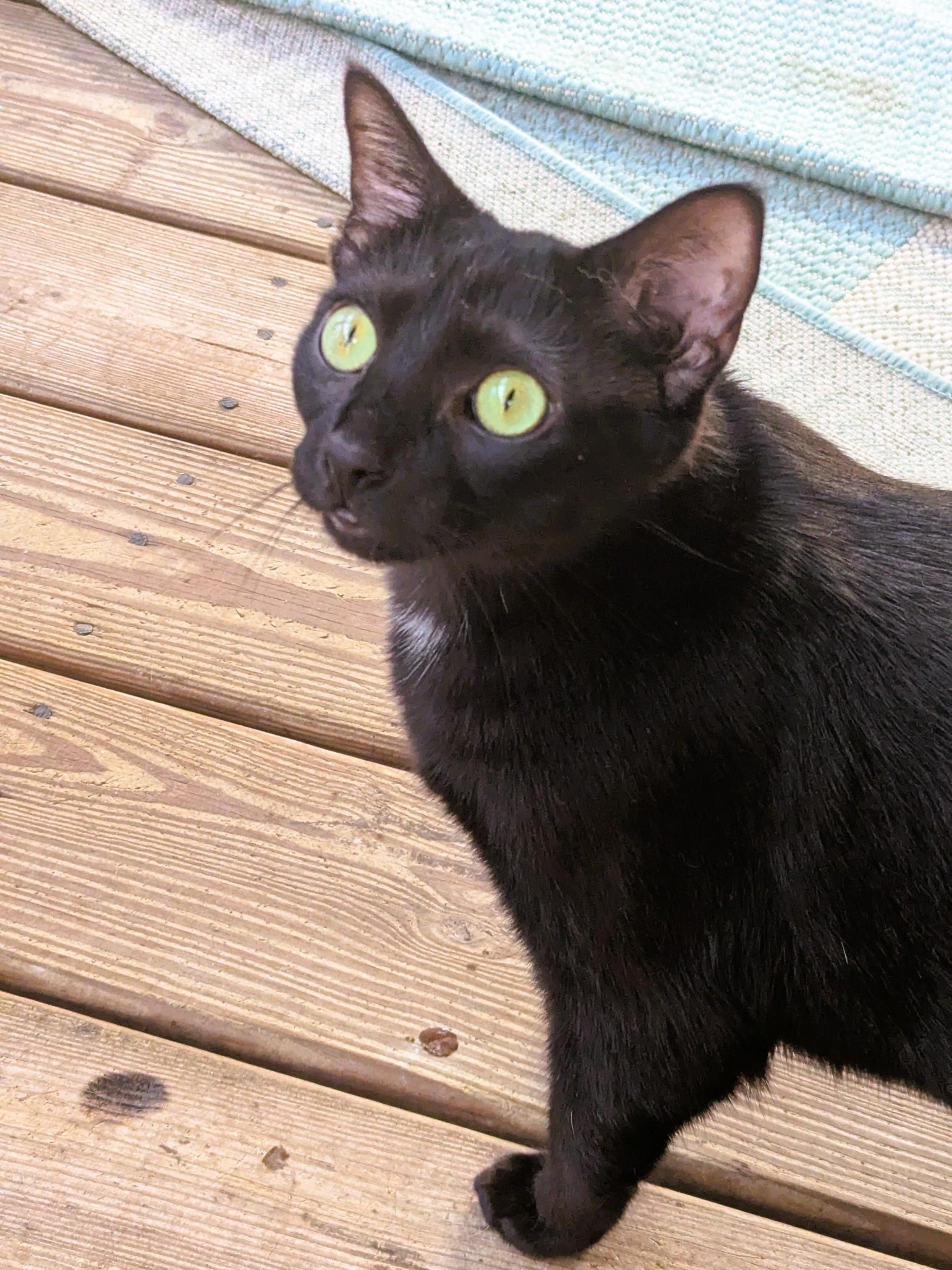 Enlarge Raven, a Adoptable American Shorthair in Morgantown, WV image 1/6