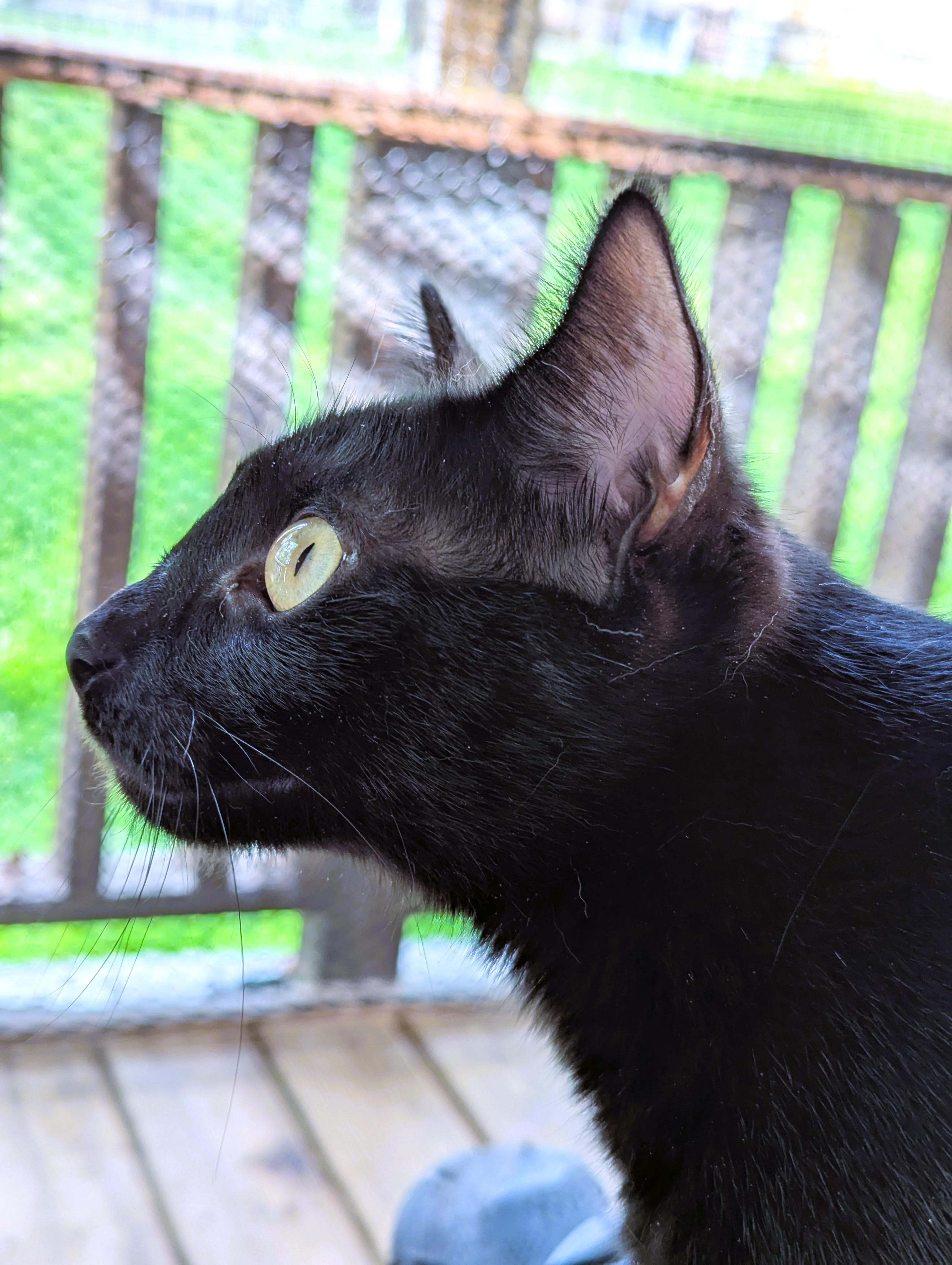 Enlarge Raven, a Adoptable American Shorthair in Morgantown, WV image 2/6