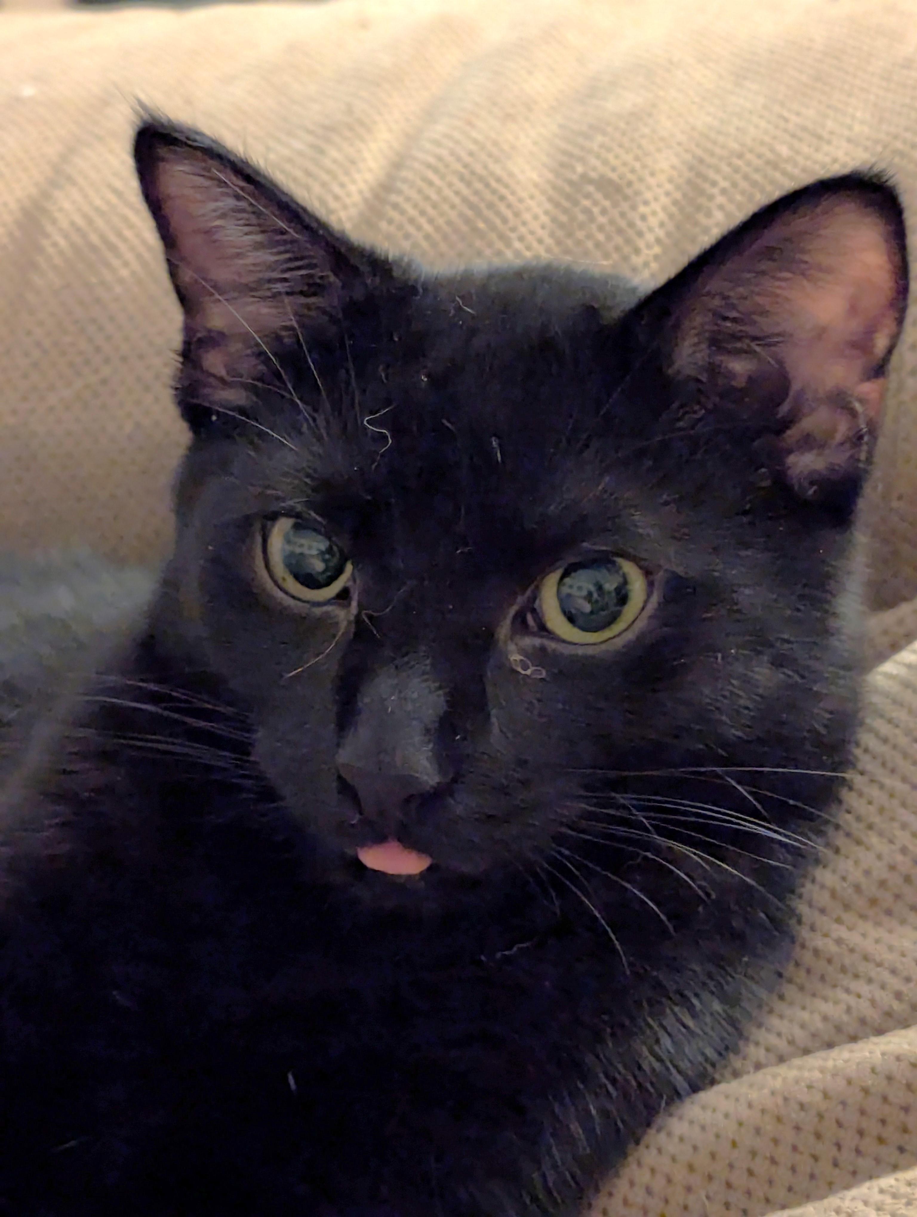 Enlarge Raven, a Adoptable American Shorthair in Morgantown, WV image 5/6