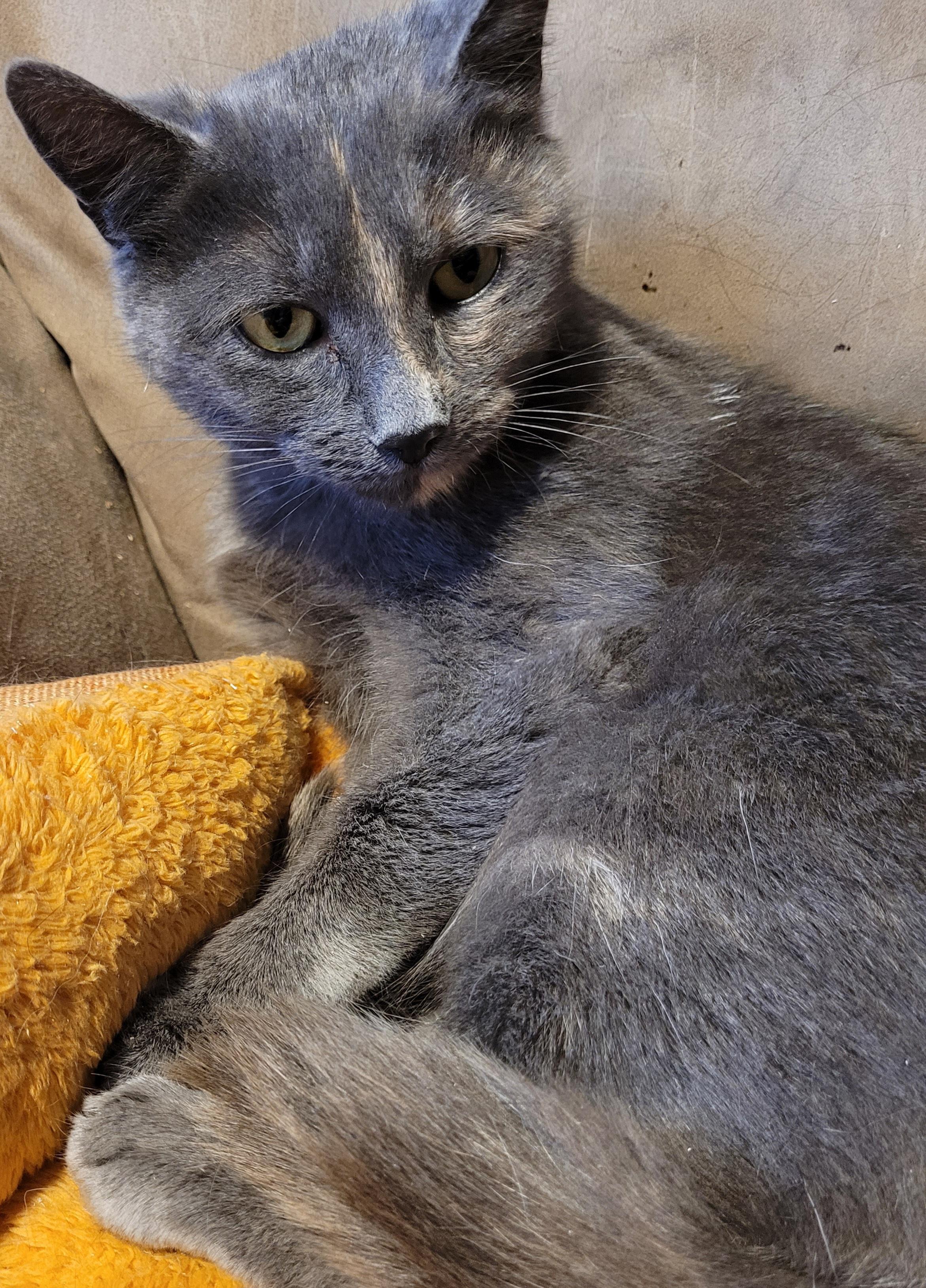 Enlarge Émily (f) 1yrs old diluted Torbie, a Adoptable Torbie in Ottawa, ON image 3/6