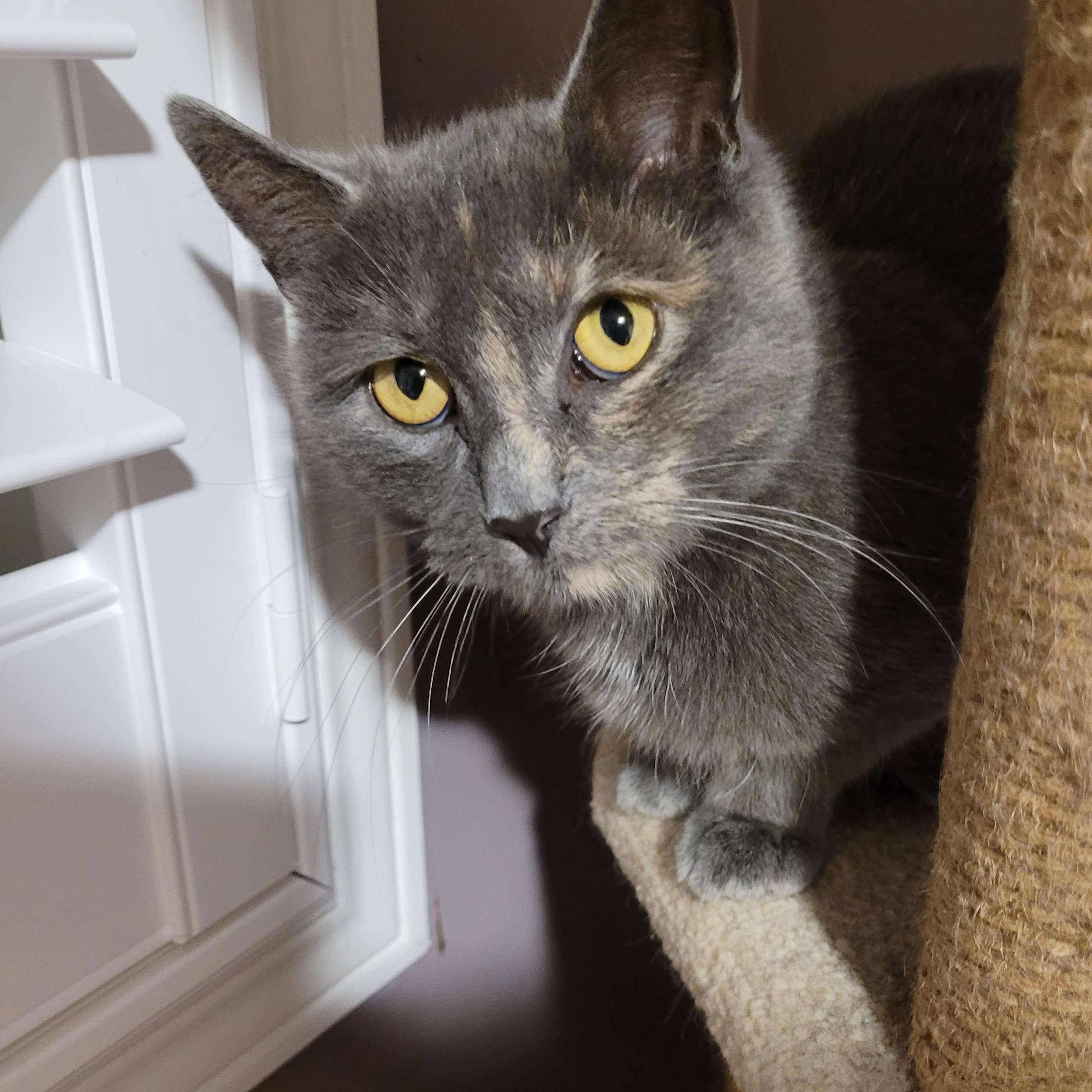 Enlarge Émily (f) 1yrs old diluted Torbie, a Adoptable Torbie in Ottawa, ON image 1/6