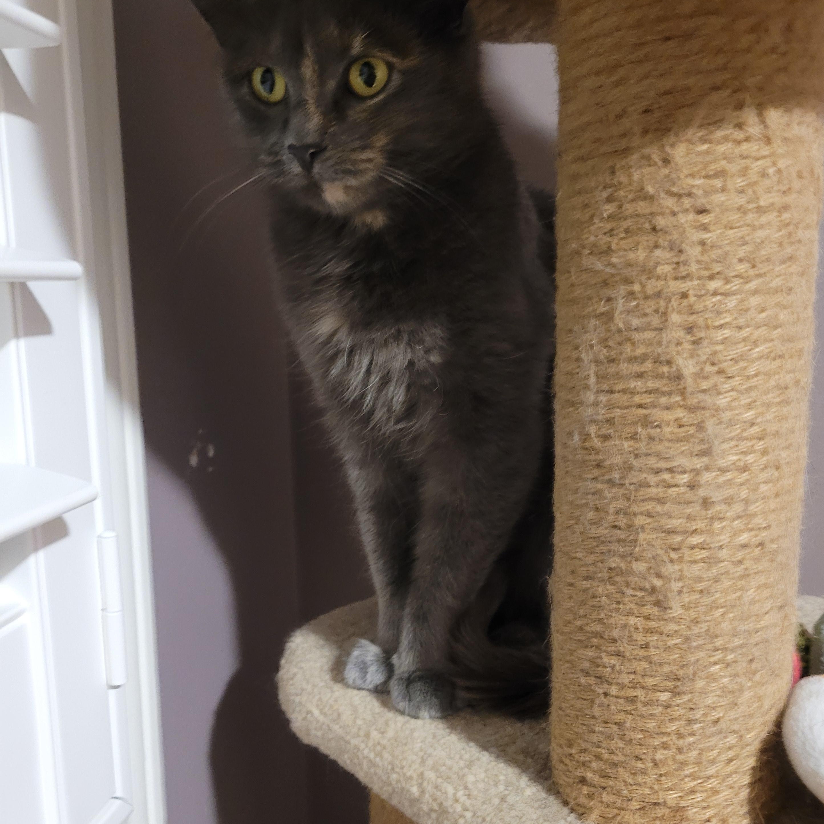 Enlarge Émily (f) 1yrs old diluted Torbie, a Adoptable Torbie in Ottawa, ON image 6/6