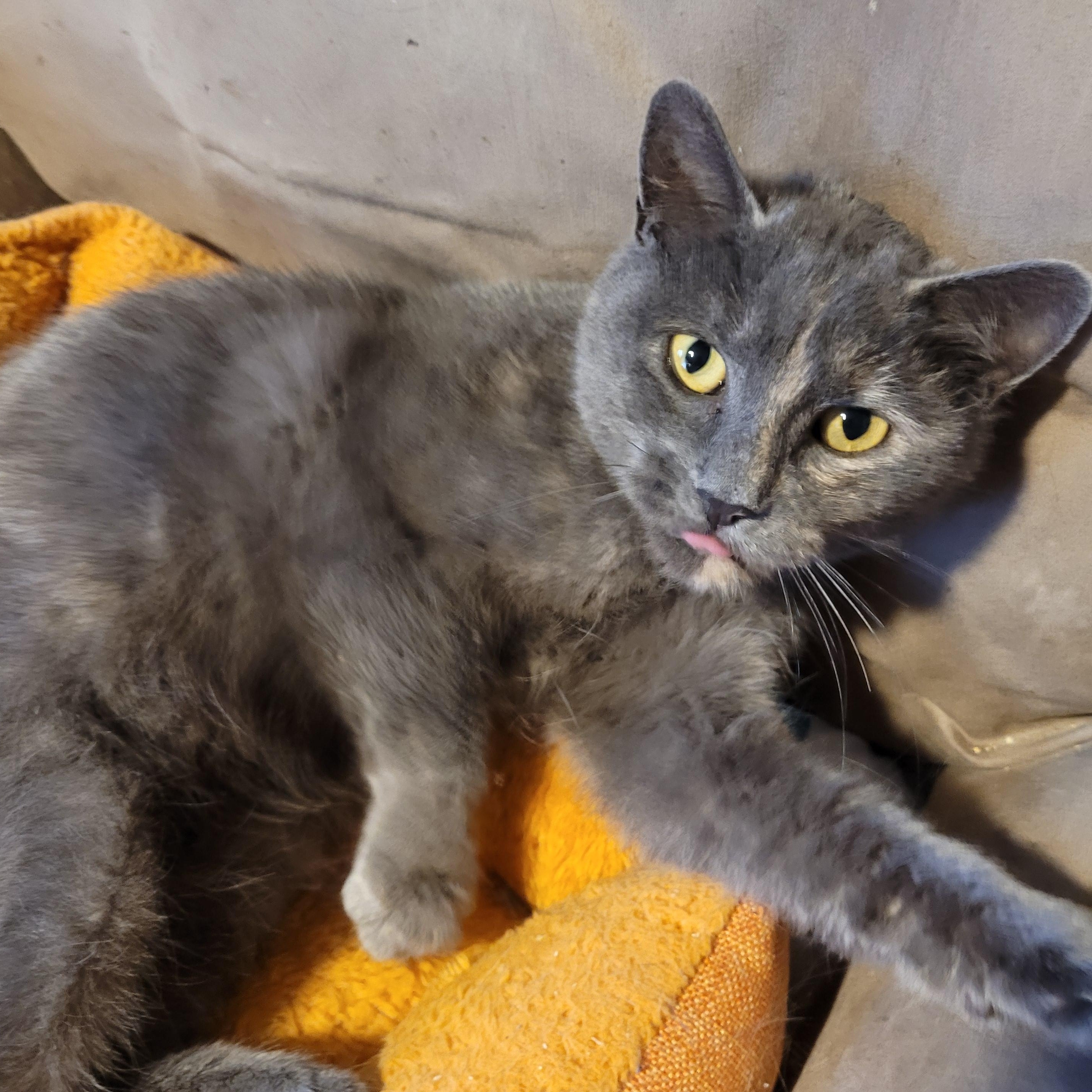 Enlarge Émily (f) 1yrs old diluted Torbie, a Adoptable Torbie in Ottawa, ON image 4/6