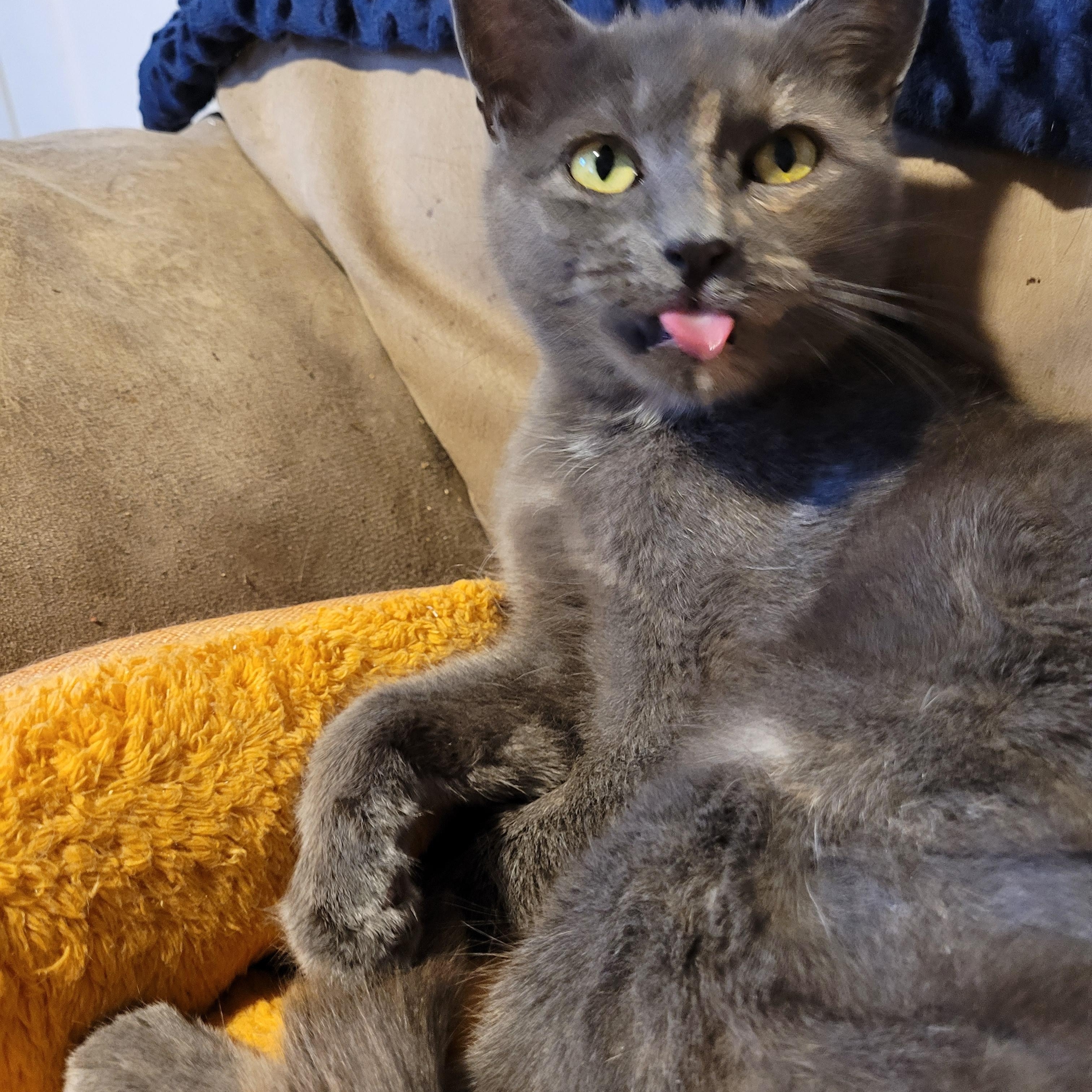 Enlarge Émily (f) 1yrs old diluted Torbie, a Adoptable Torbie in Ottawa, ON image 2/6