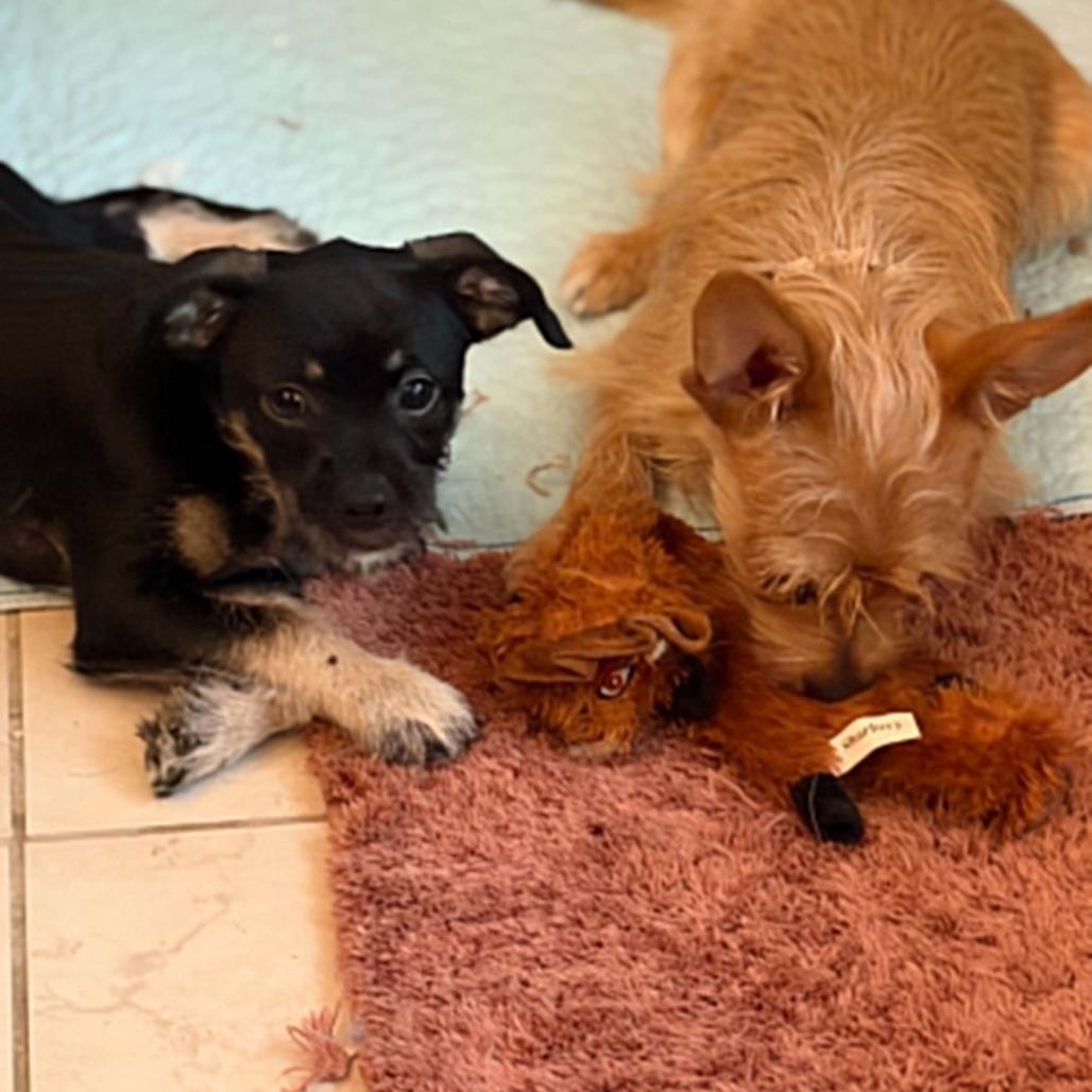 Gin, Adoptable, Puppy Male Chihuahua.