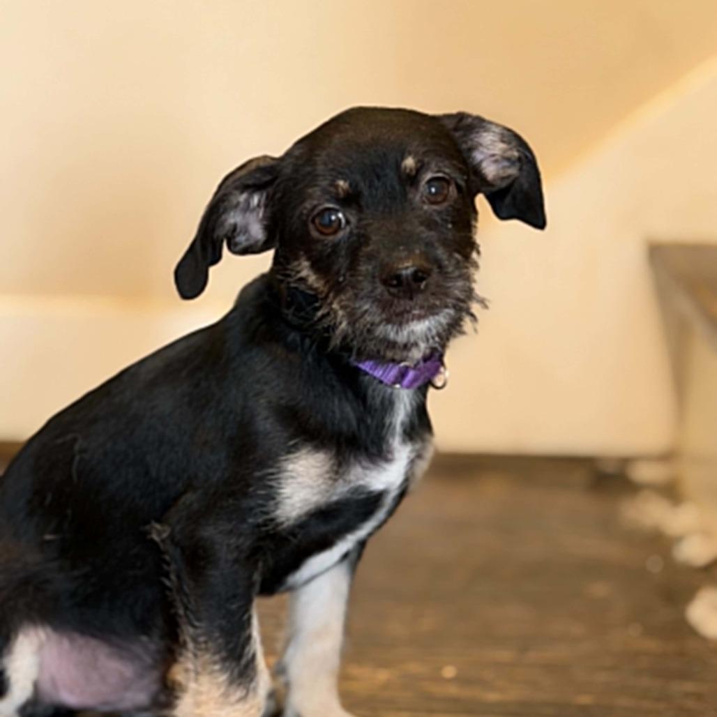 Enlarge Gin, a Adoptable Chihuahua in Katy, TX image 2/5