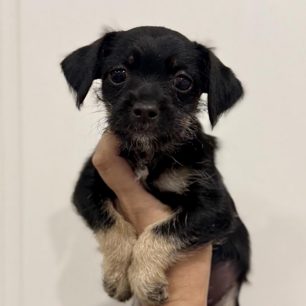 Enlarge Gin, a Adoptable Chihuahua in Katy, TX image 3/5