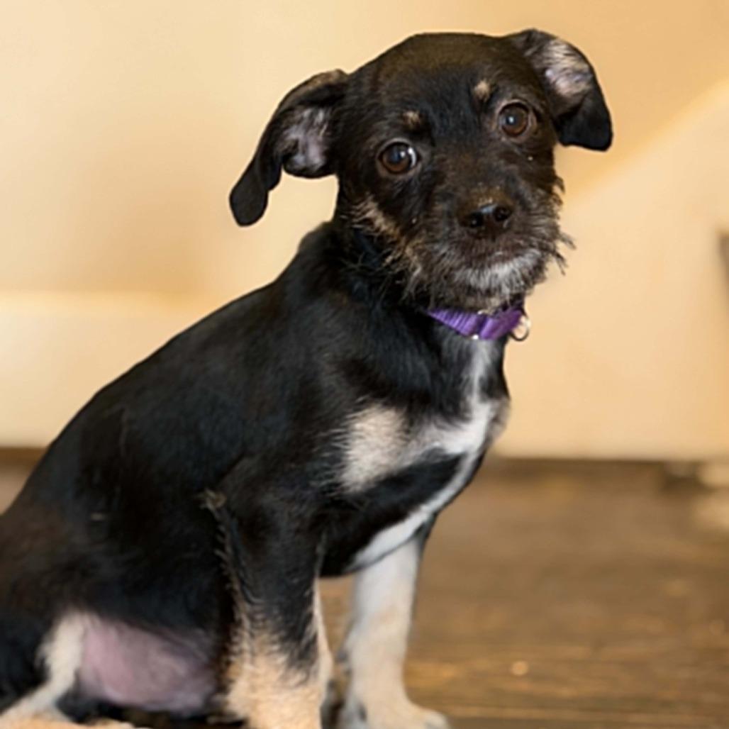 Enlarge Gin, a Adoptable Chihuahua in Katy, TX image 4/5