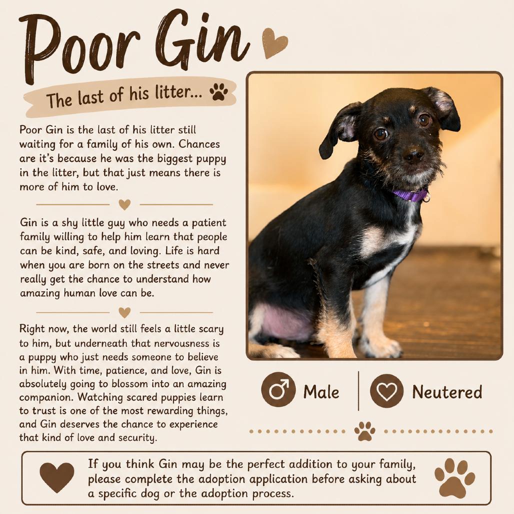 Enlarge Gin, a Adoptable Chihuahua in Katy, TX image 5/5