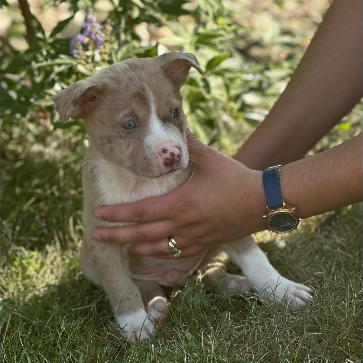 Spud $195, Baby Male Catahoula Leopard Dog