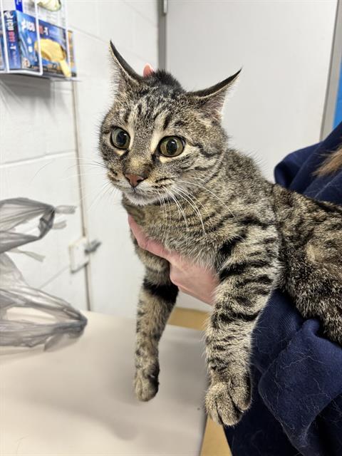 Enlarge RAY, a Adoptable Domestic Short Hair in Saint Peters, MO image 1/1