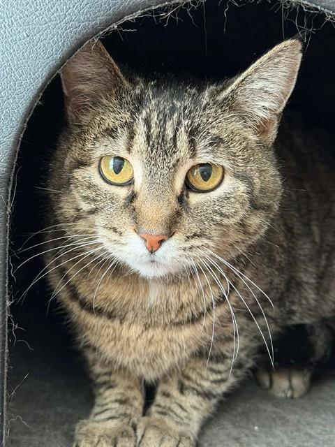 Enlarge BETTY CROCKER, a Adoptable Domestic Short Hair in Saint Peters, MO image 1/1