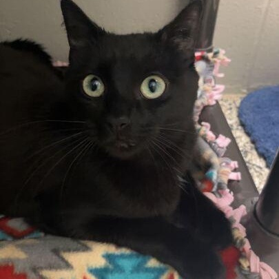 Georgette, a Adoptable mixed breed in Jackson, MI image 1/5