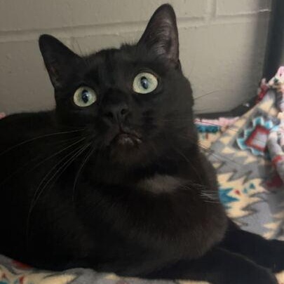 Georgette, a Adoptable mixed breed in Jackson, MI image 2/5