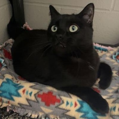 Georgette, a Adoptable mixed breed in Jackson, MI image 4/5