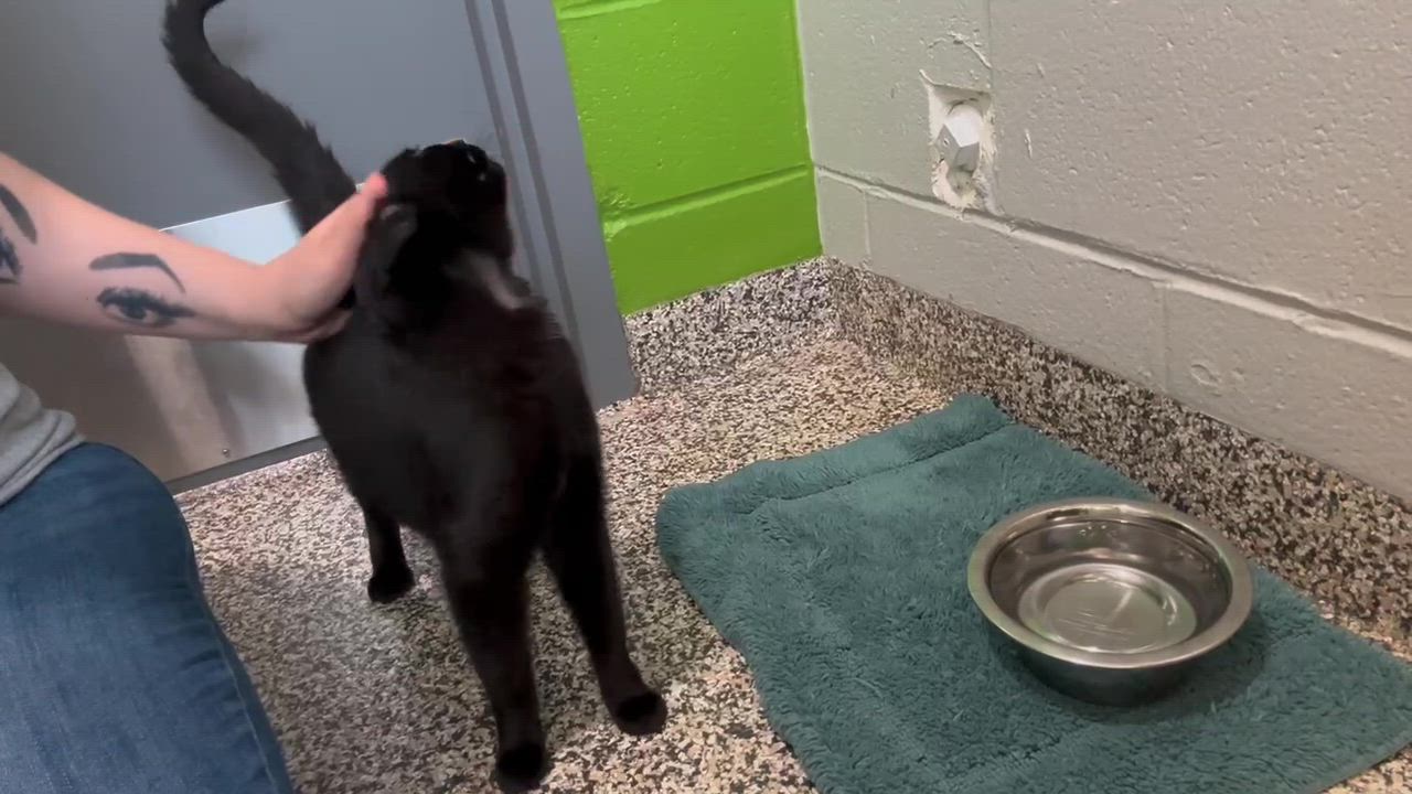 Enlarge Georgette, a Adoptable mixed breed in Jackson, MI video 5/5