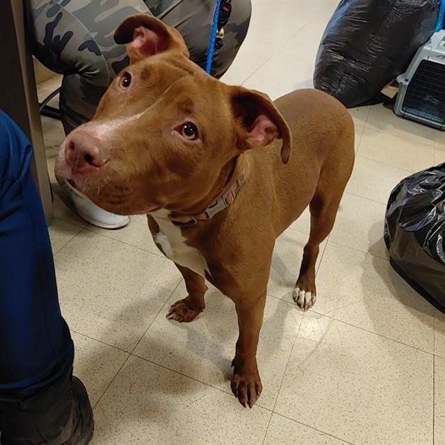 PATTI, Adoptable, Young Female Pit Bull Terrier.