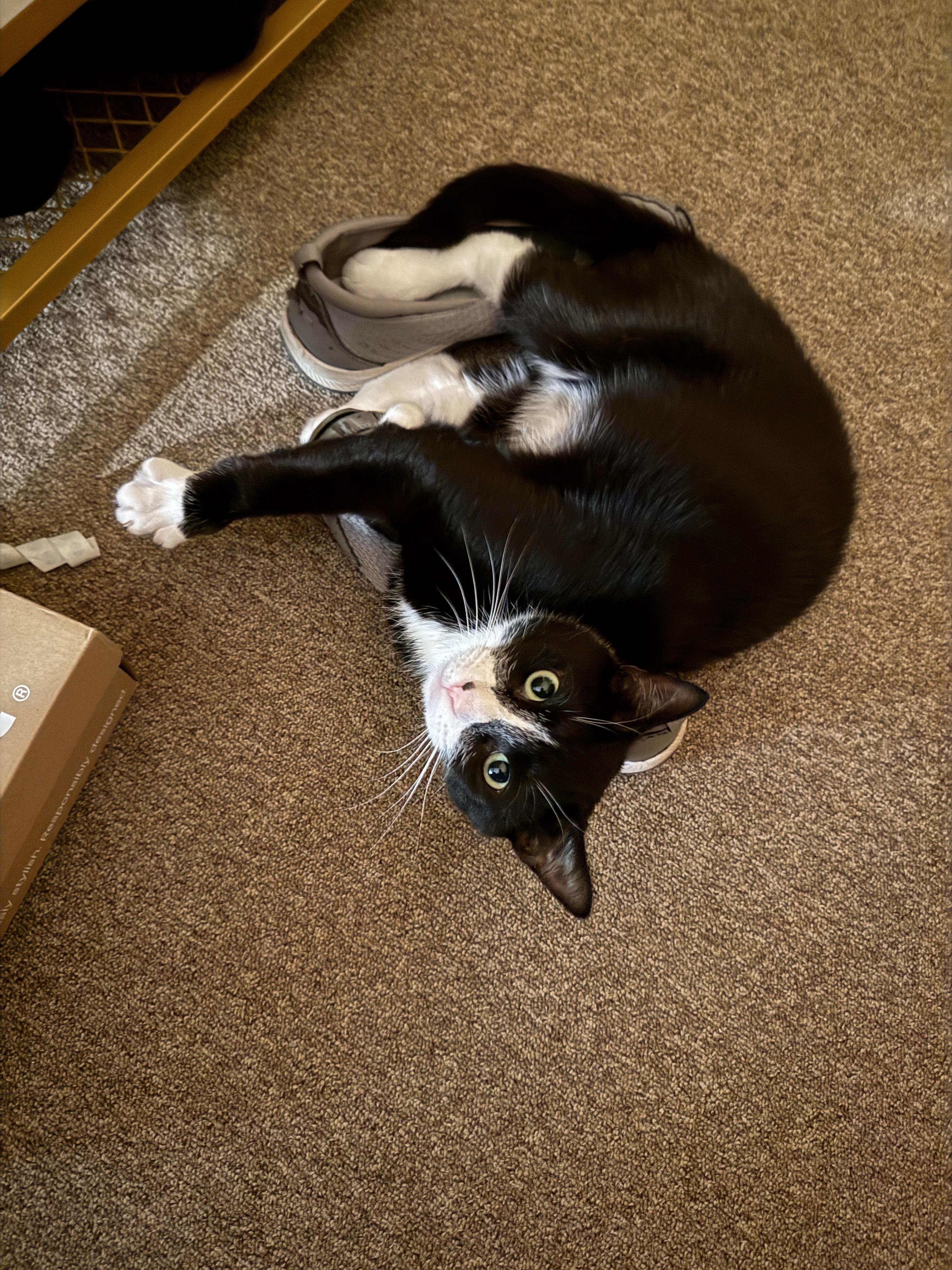 Enlarge Blaze, a Adoptable Domestic Short Hair in Brooklyn, NY image 4/5