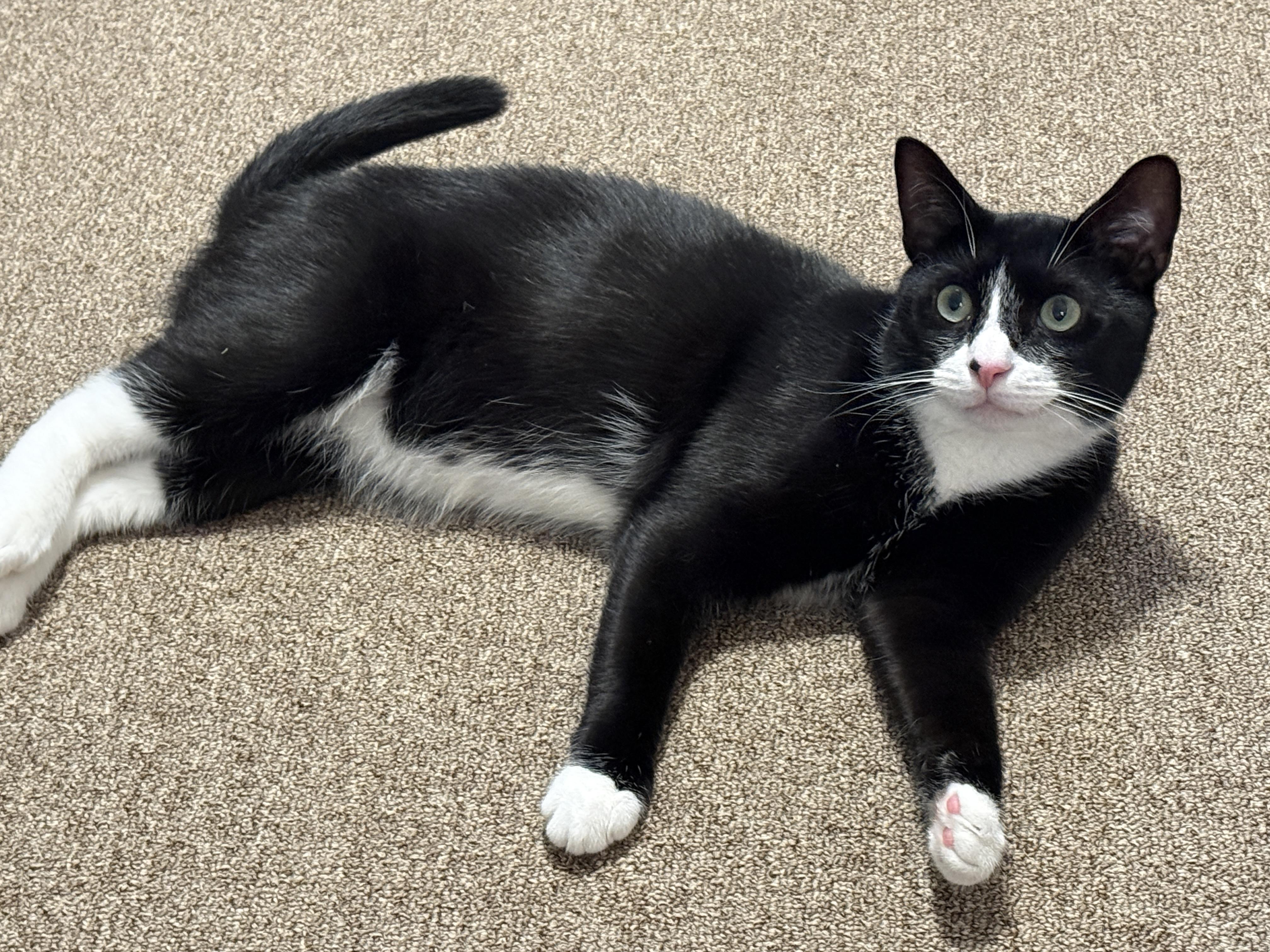 Enlarge Blaze, a Adoptable Domestic Short Hair in Brooklyn, NY image 5/5