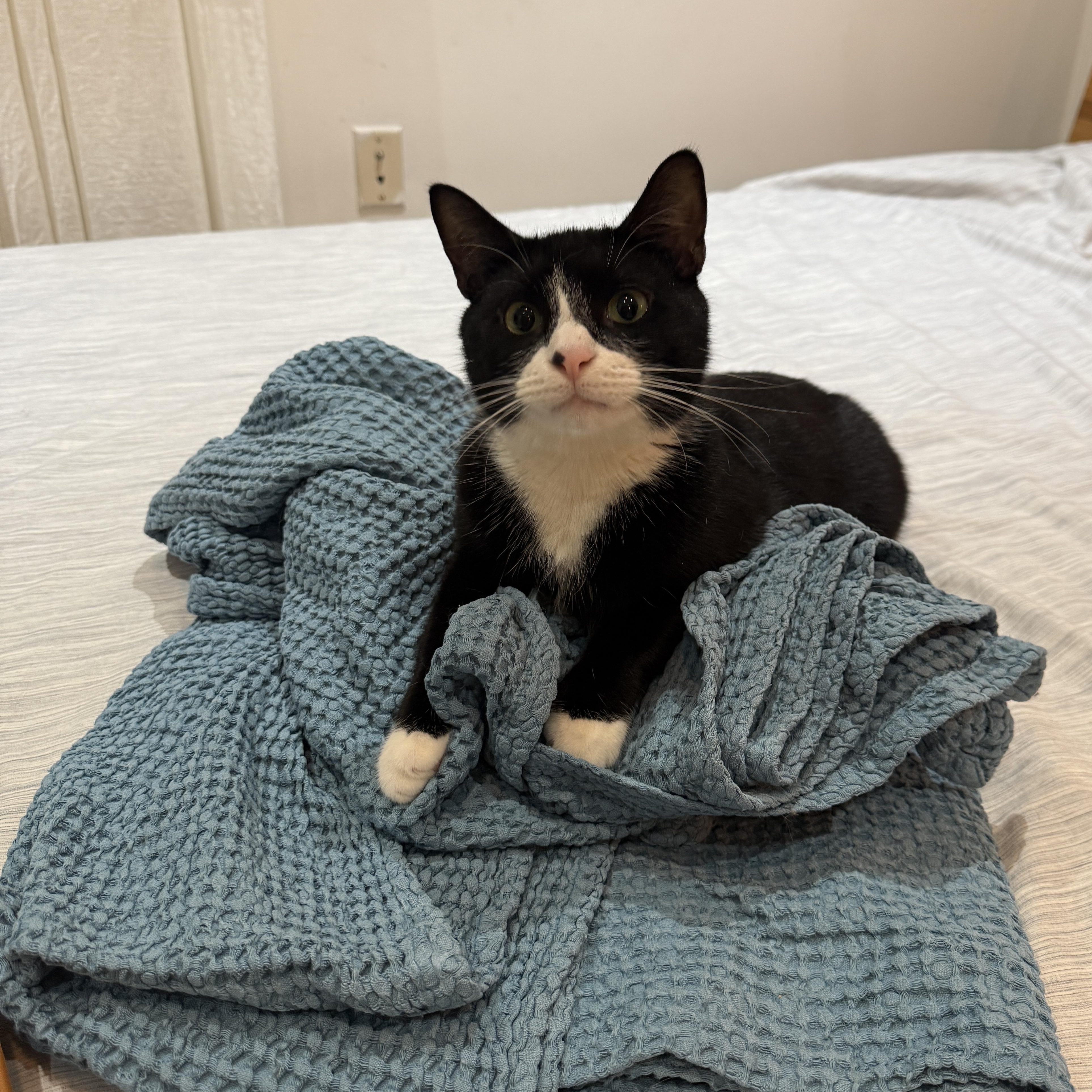 Blaze, Adoptable, Young Male Domestic Short Hair.