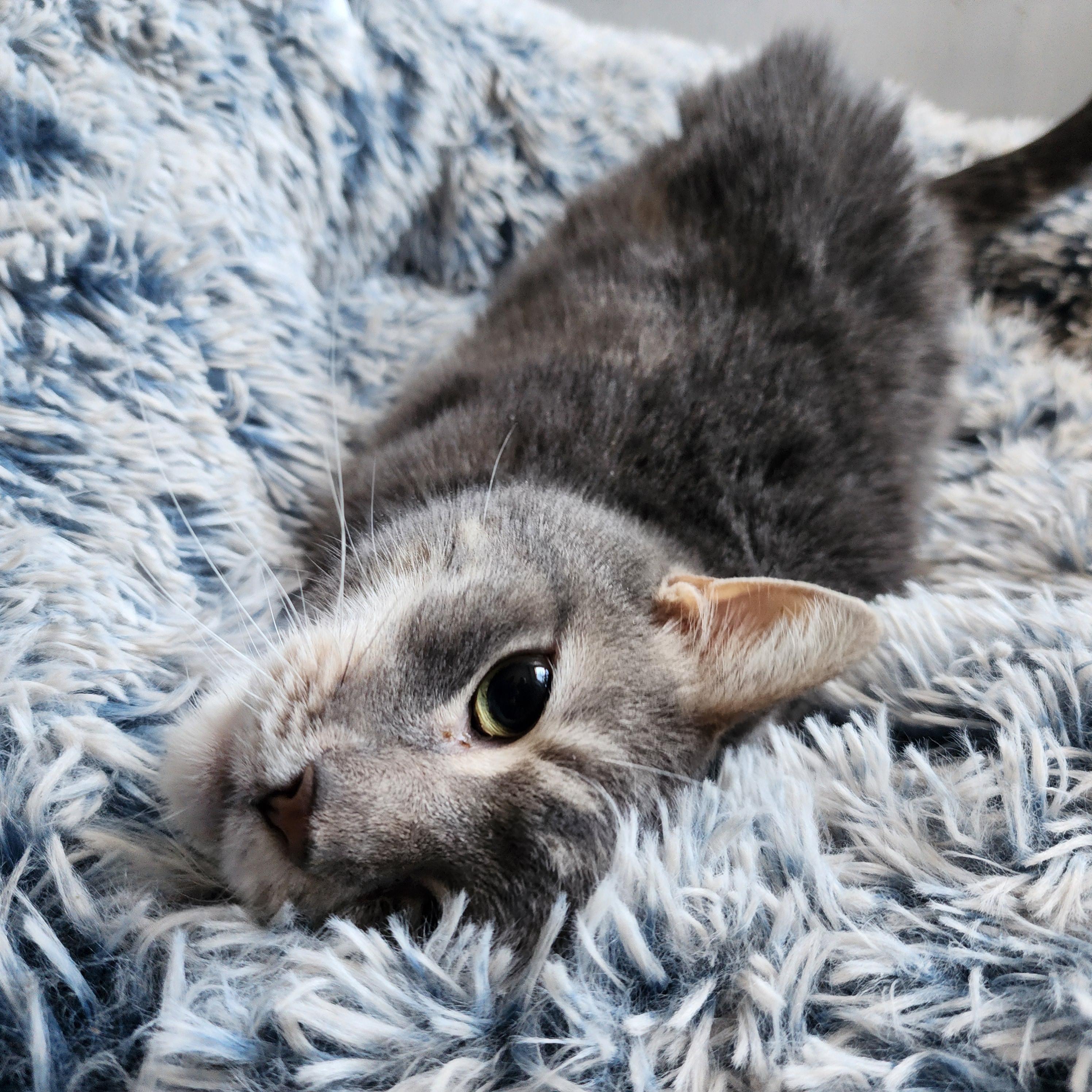 Carlton, a Adoptable mixed breed in New York, NY image 4/6