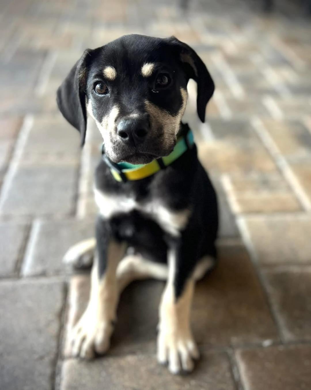 Enlarge Darrell, a ADOPTABLE mixed breed in Saint Petersburg, FL image 1/1