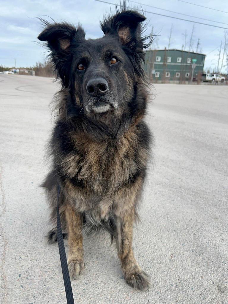 Enlarge Jazzy, a Adoptable mixed breed in Yellowknife, NT image 1/4