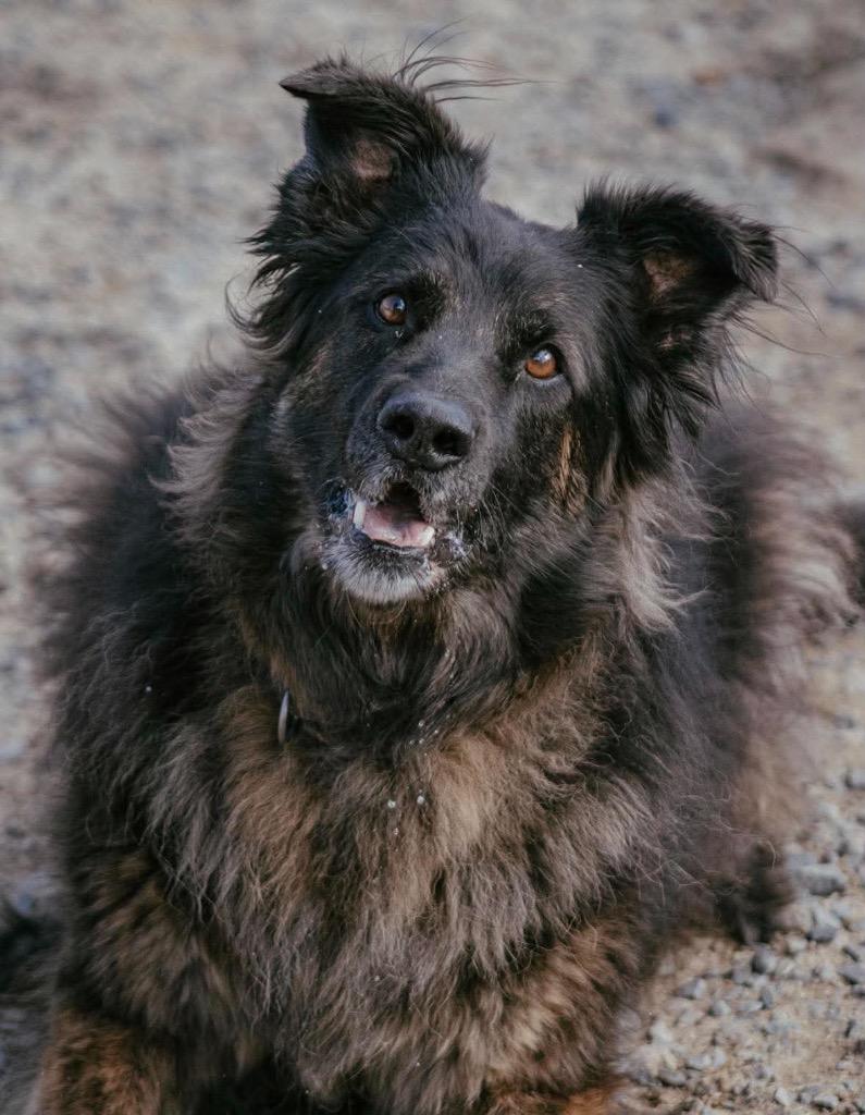 Enlarge Jazzy, a Adoptable mixed breed in Yellowknife, NT image 4/6