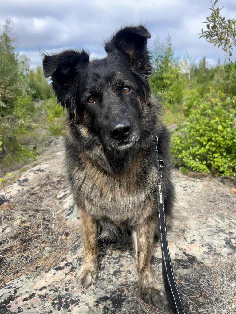 Enlarge Jazzy, a Adoptable mixed breed in Yellowknife, NT image 1/3