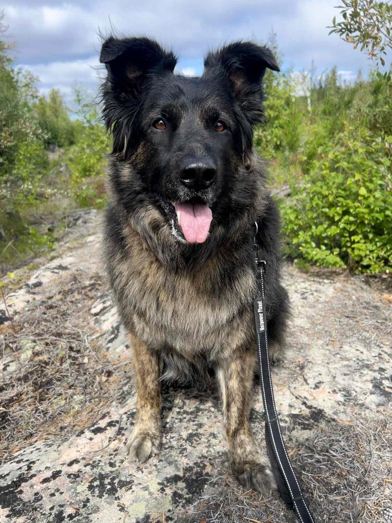 Jazzy, a Adoptable mixed breed in Yellowknife, NT image 3/3