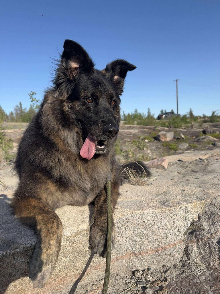 Enlarge Jazzy, a Adoptable mixed breed in Yellowknife, NT image 3/3