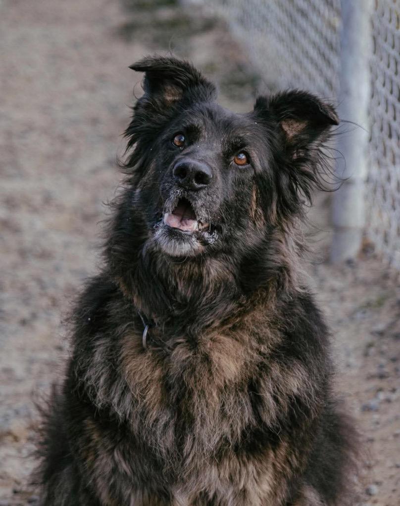 Enlarge Jazzy, a Adoptable mixed breed in Yellowknife, NT image 6/6