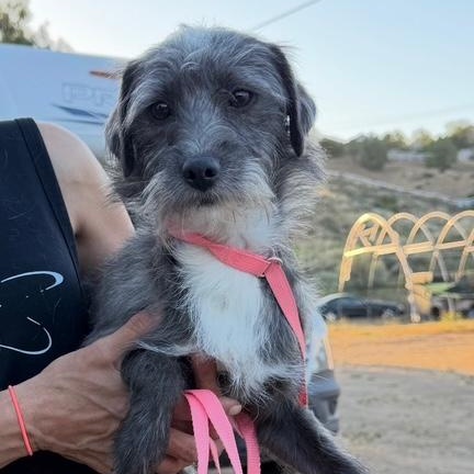 Mo, an adopted mixed breed in Agua Dulce, CA image 2/2