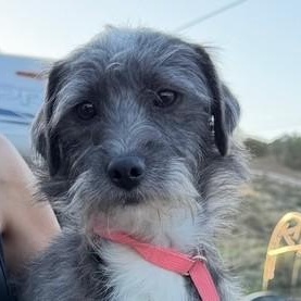 Mo, an adopted mixed breed in Agua Dulce, CA image 1/2